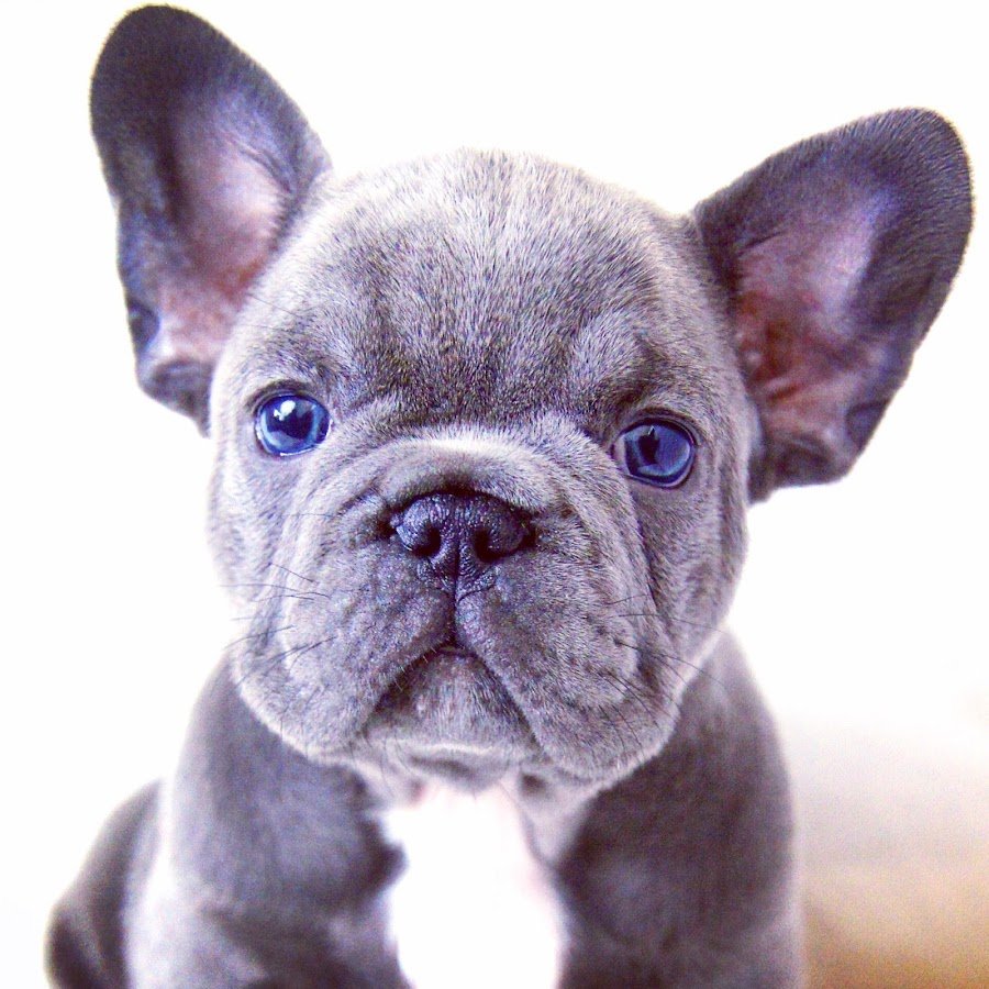 Французский бульдог голубой Мерле