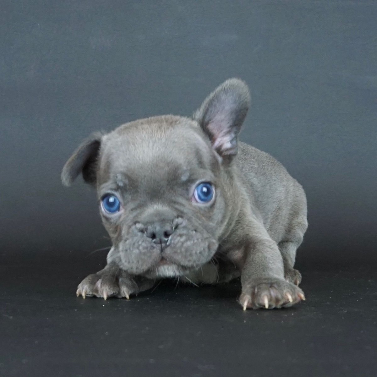 Голубо подпалый французский бульдог