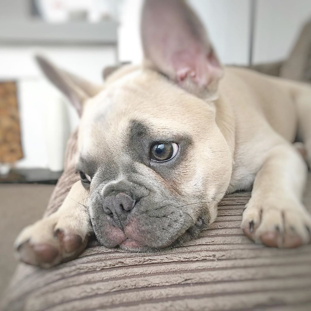 Голубо палевый французский бульдог
