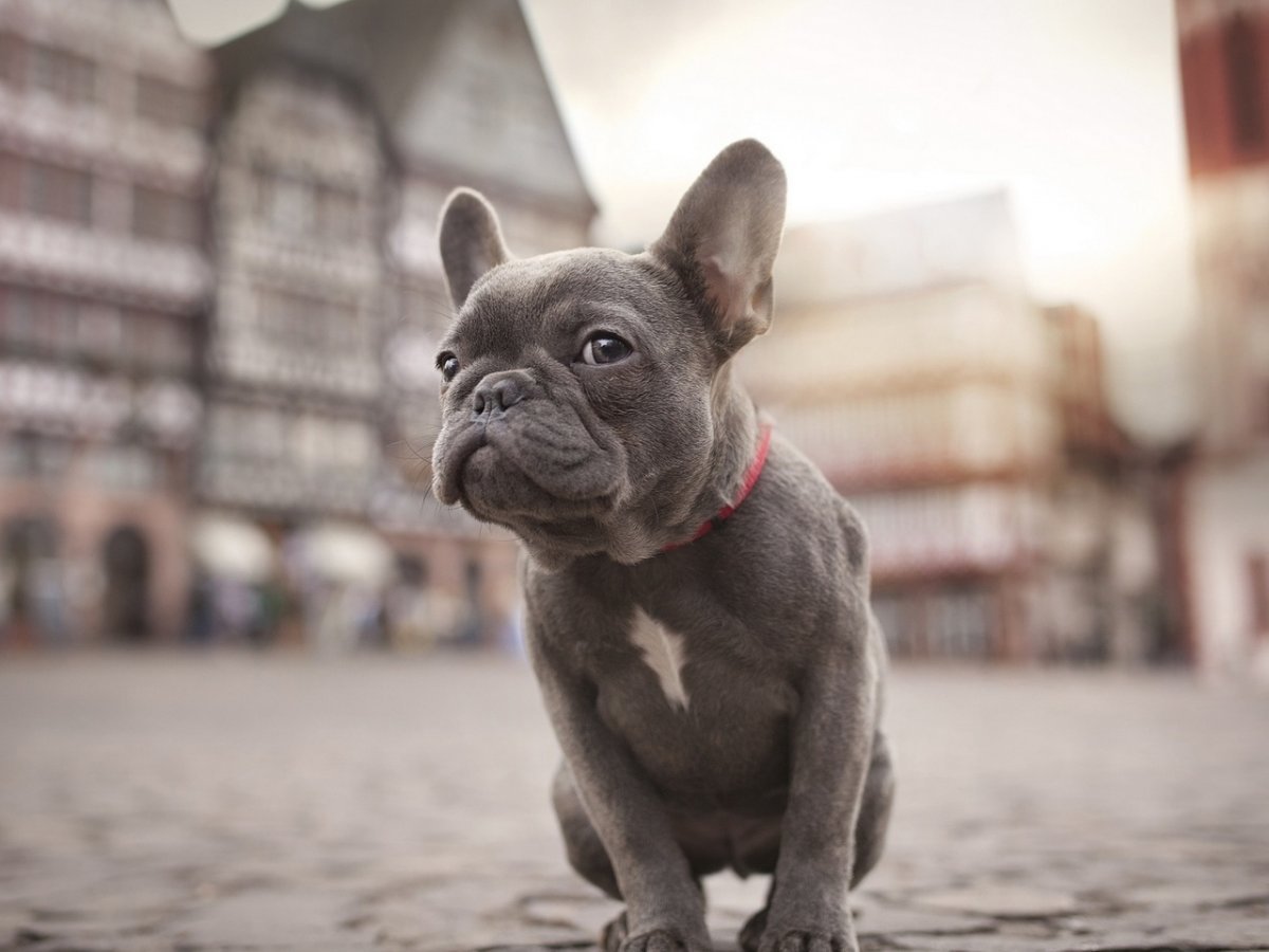 Стаффордширский бультерьер голубой