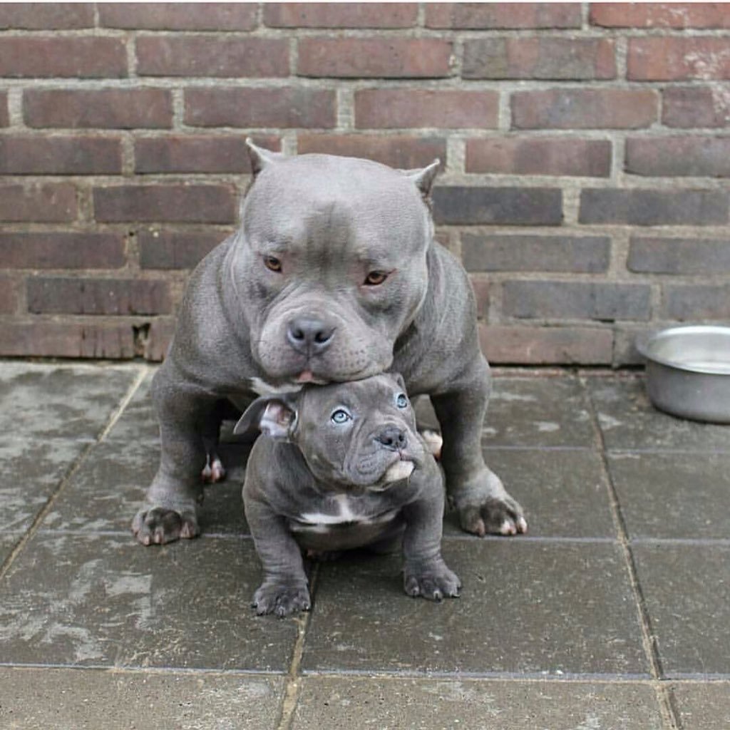 Голубой Лилак французский бульдог