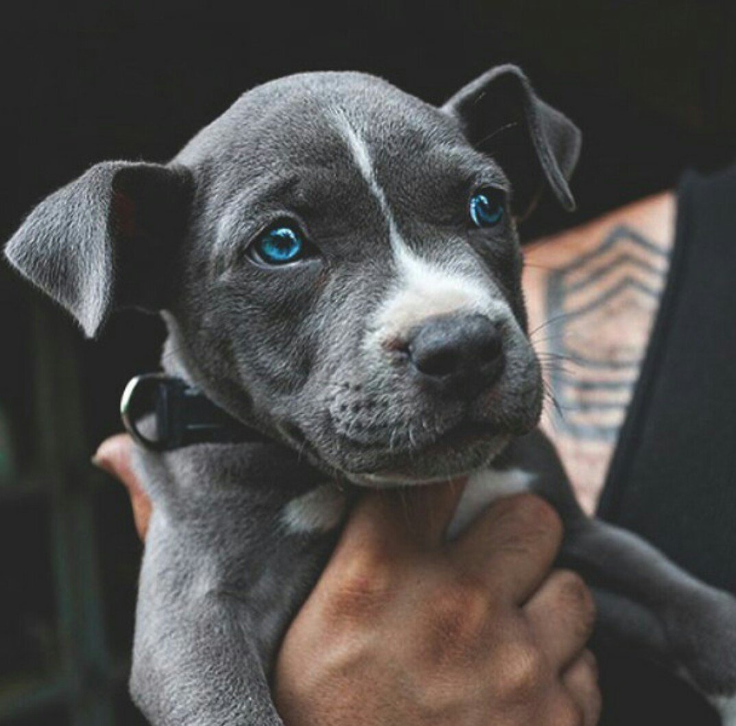 Французский бульдог Мерлен