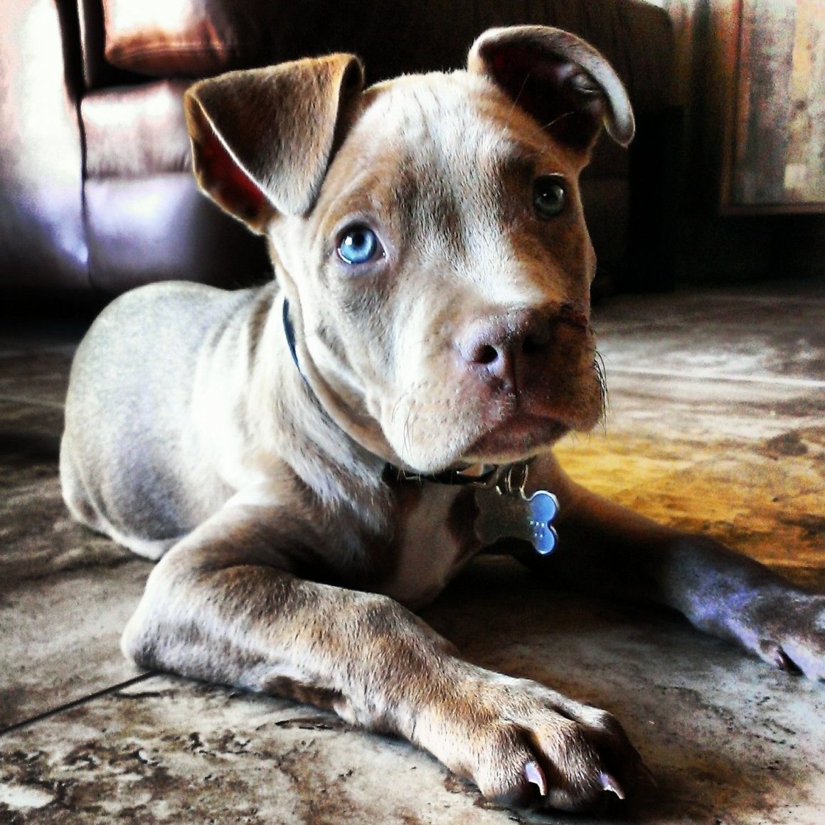 Голубоглазый стаффордширский терьер