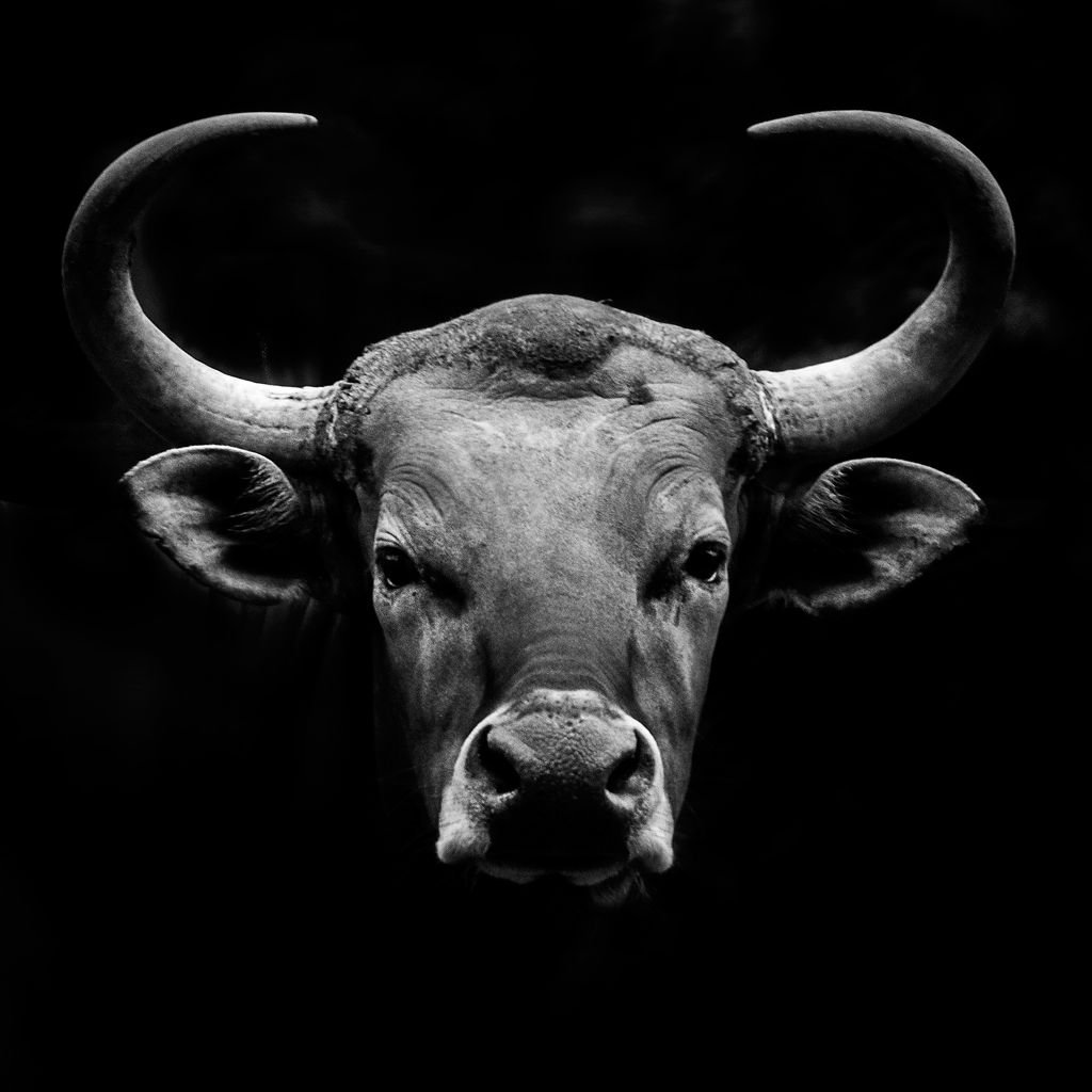 Красивый бык