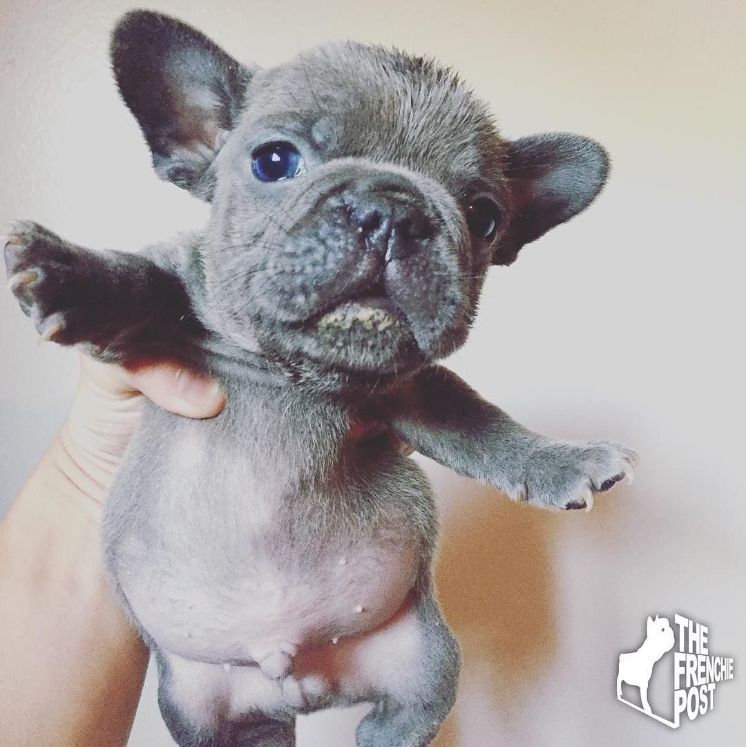 Голубо подпалый французский бульдог