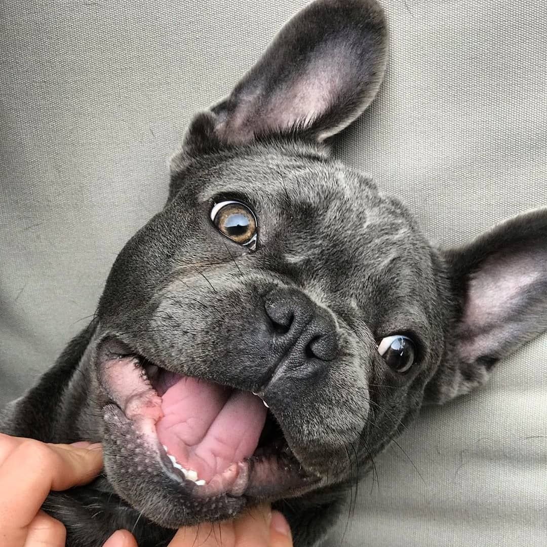 Французский бульдог пепельный с голубыми
