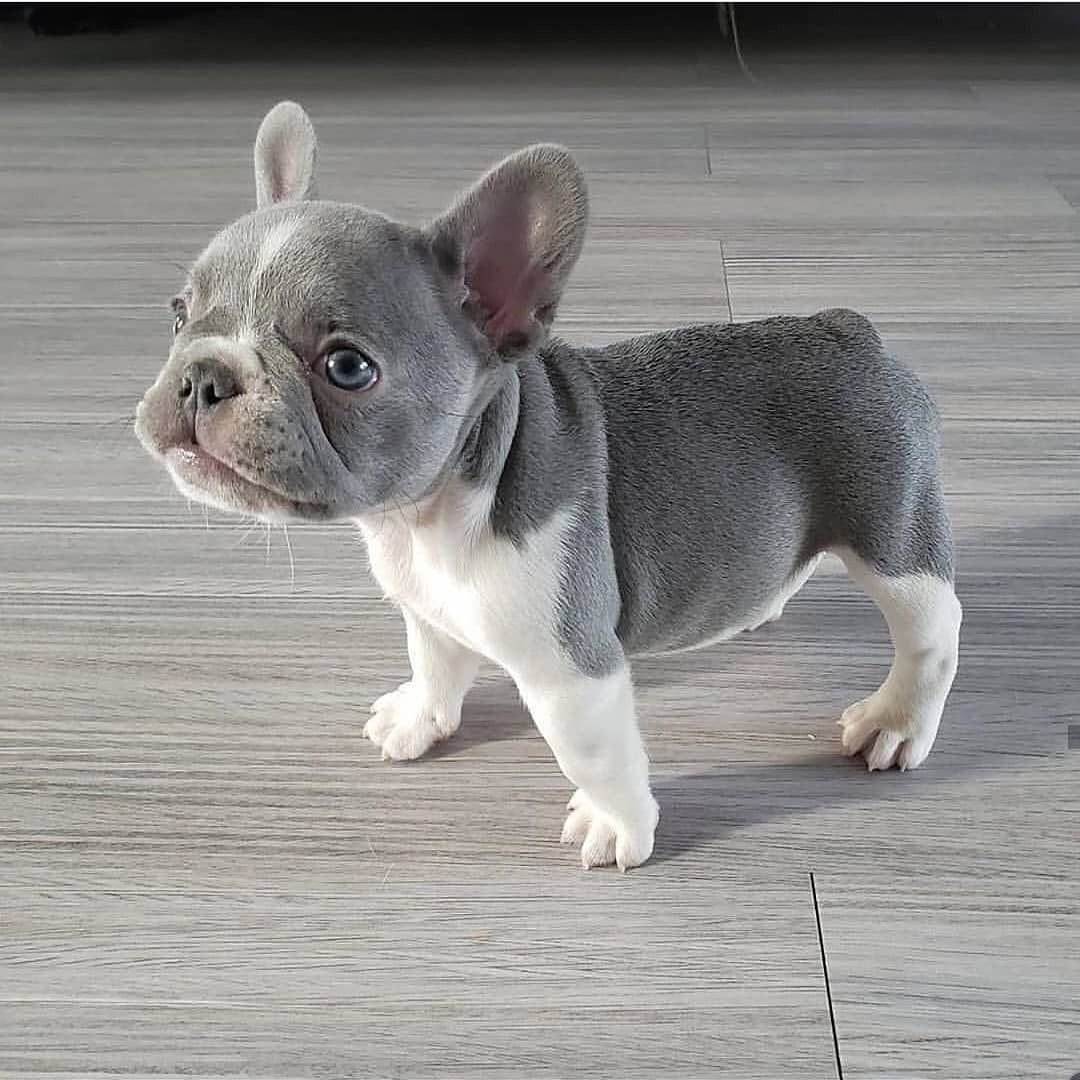 Французский бульдог серый купированный