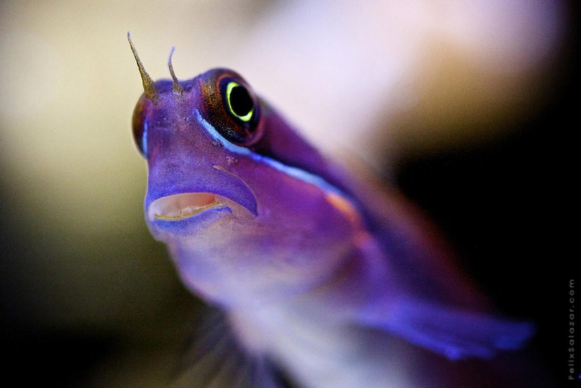 Сиреневая рыба