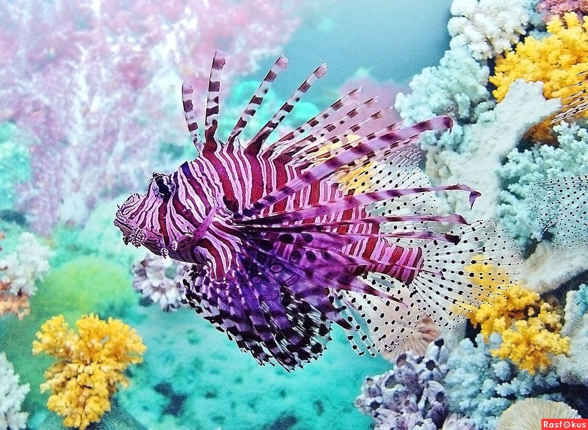 Коралловый риф с крылаткой