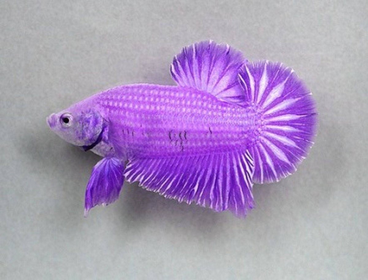 Betta splendens Лаванда