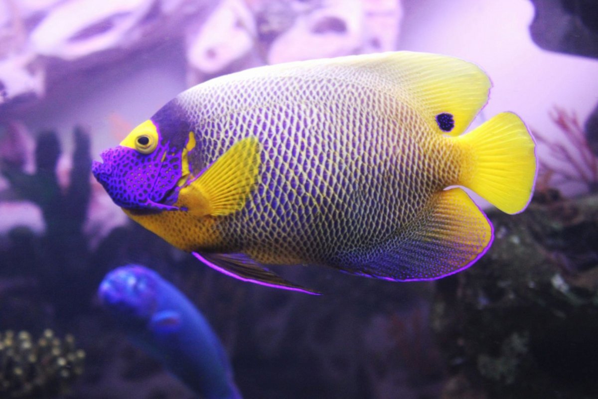 Красивые рыбы