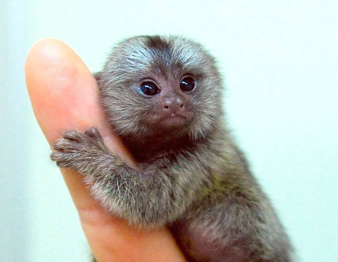 Пальчиковая обезьянка
