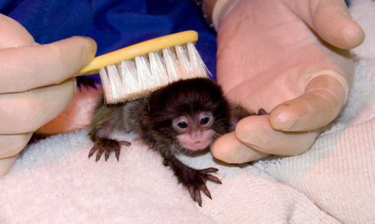 Самые миленькие зверьки