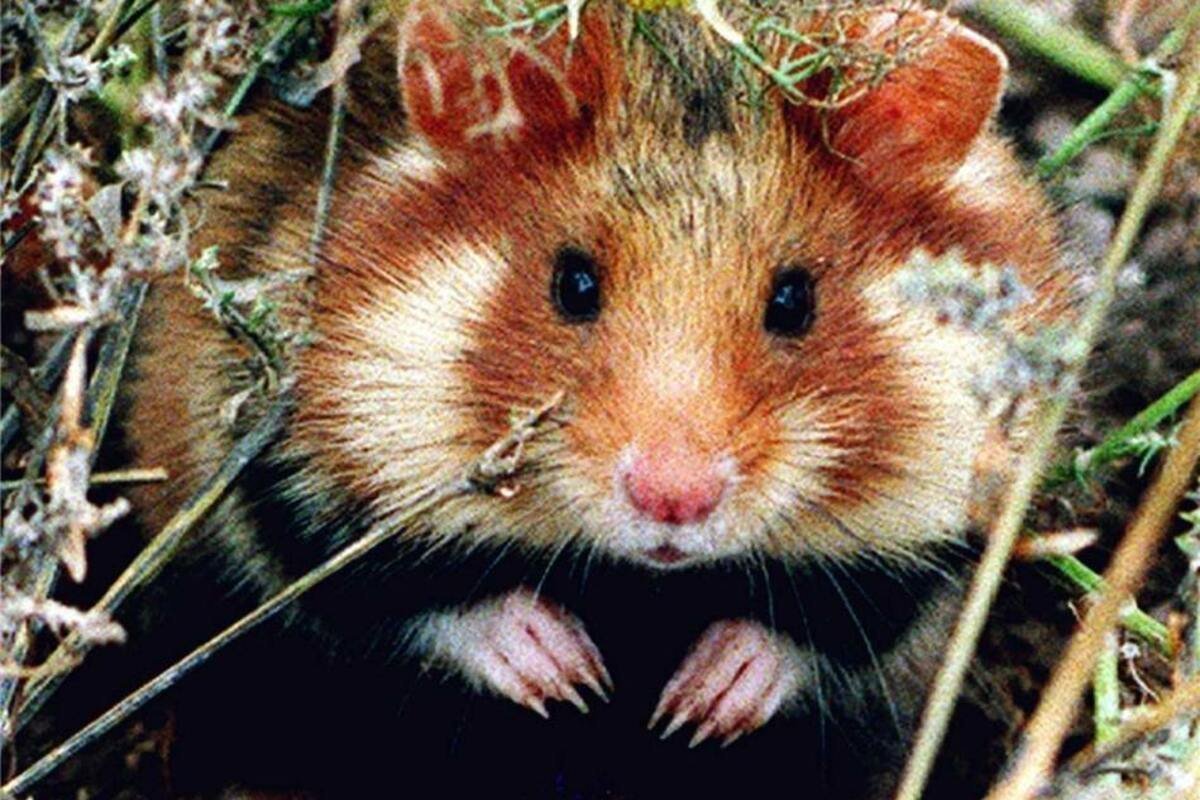 Грызуны средней полосы