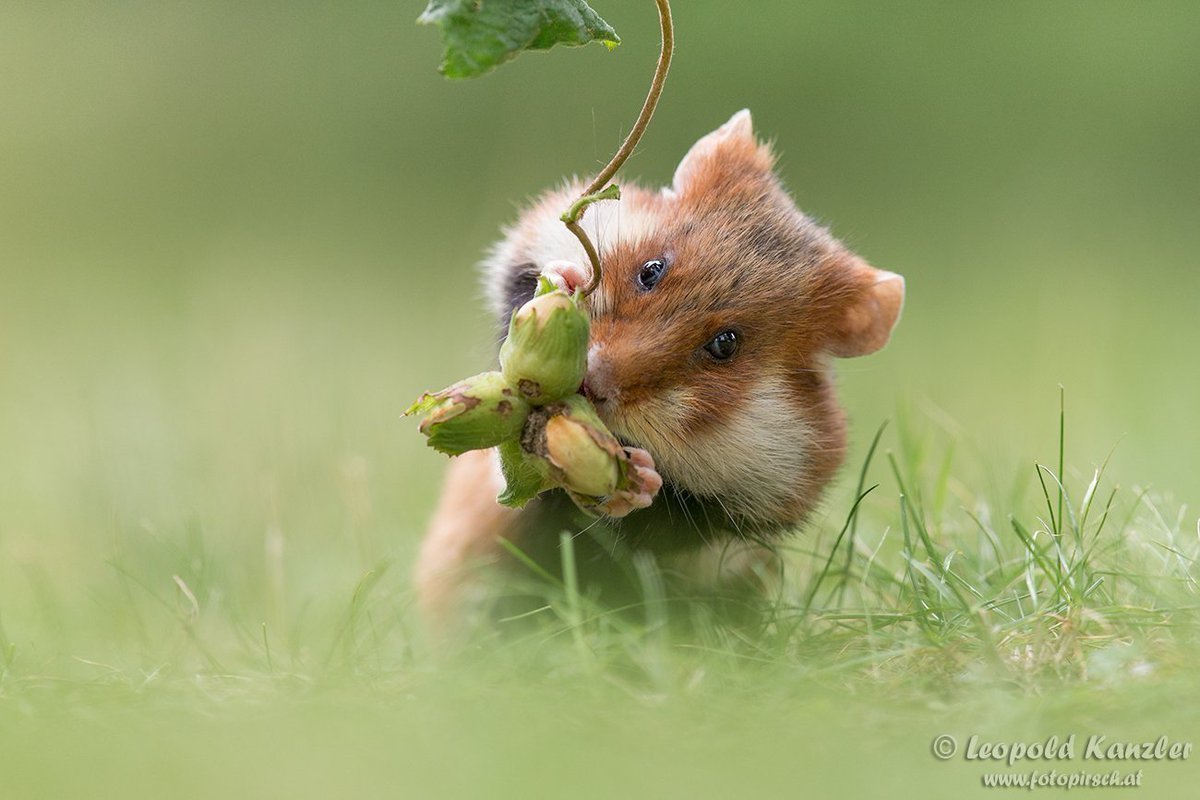 Хомячки на природе