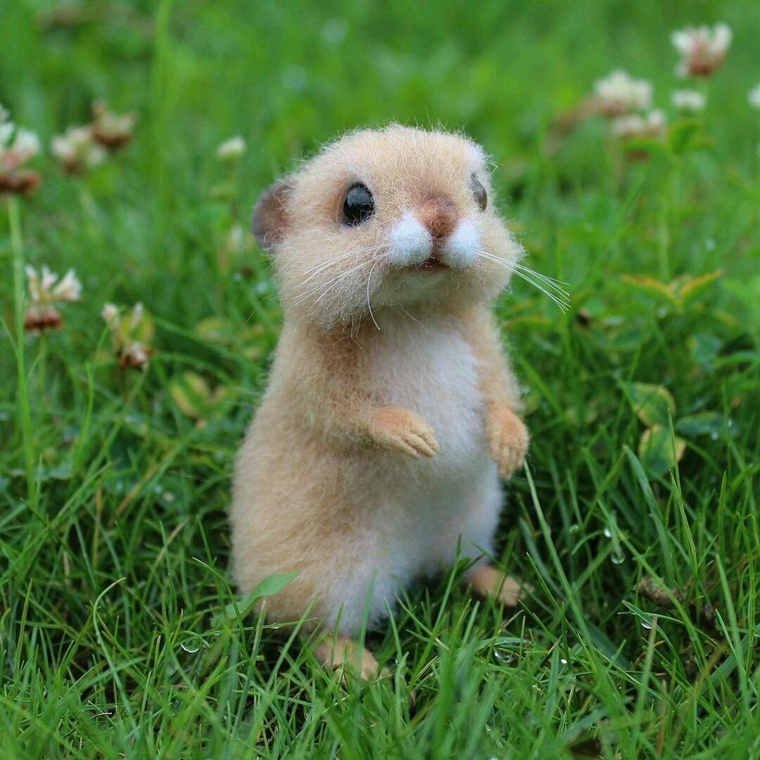 Луговой хомяк