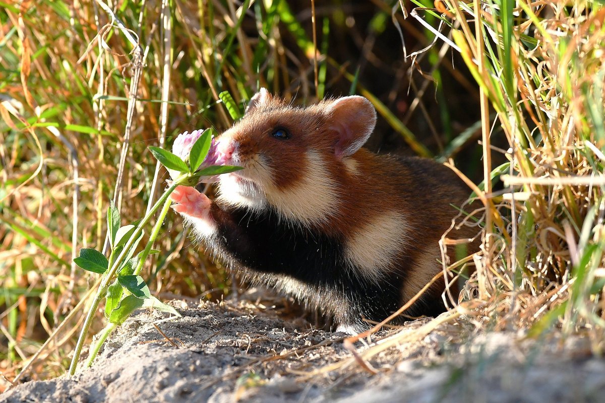 Хомяк Cricetus Cricetus карбыш оборона