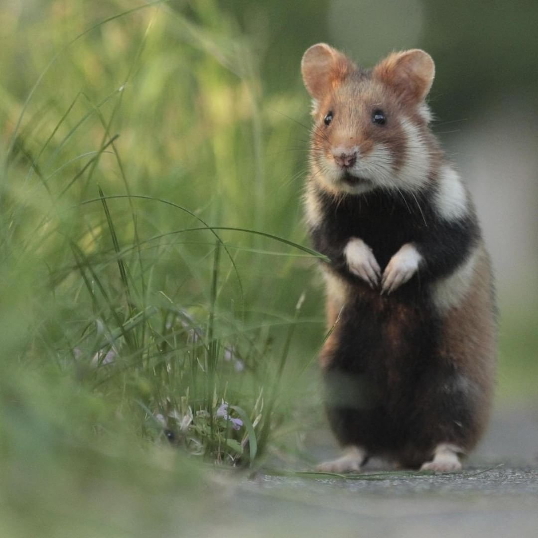 Джулиан рад