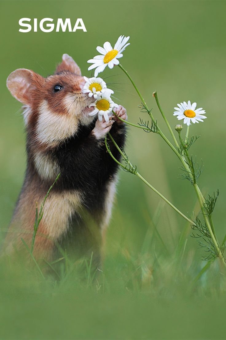 Обыкновенный хомяк Cricetus Cricetus