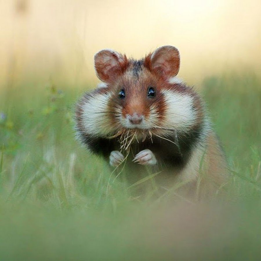 Мышь Малютка Дин Мейсон