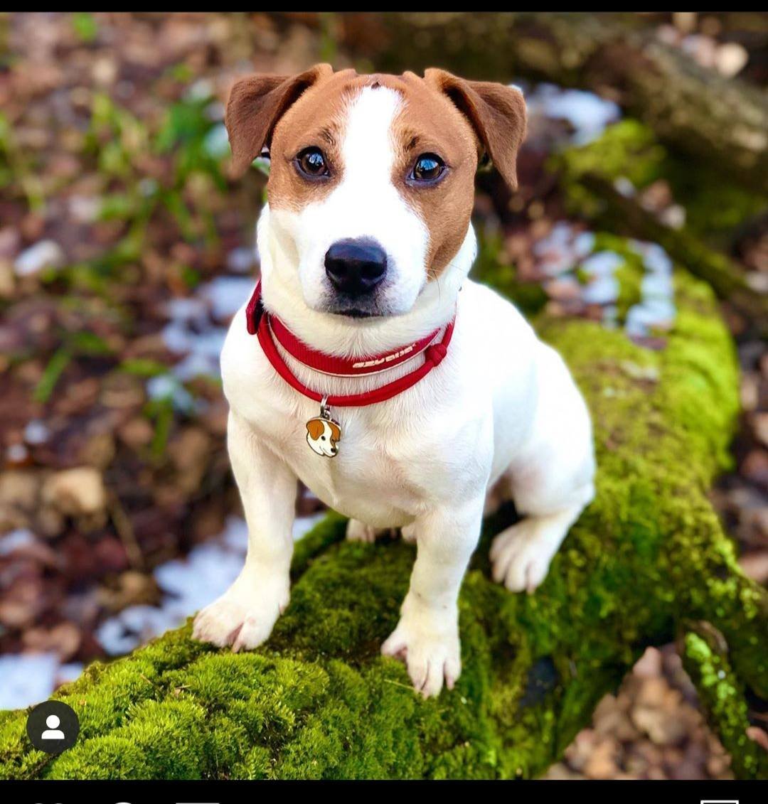 Майло порода