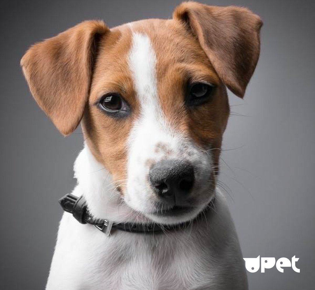 Собака Джек Рассел терьер