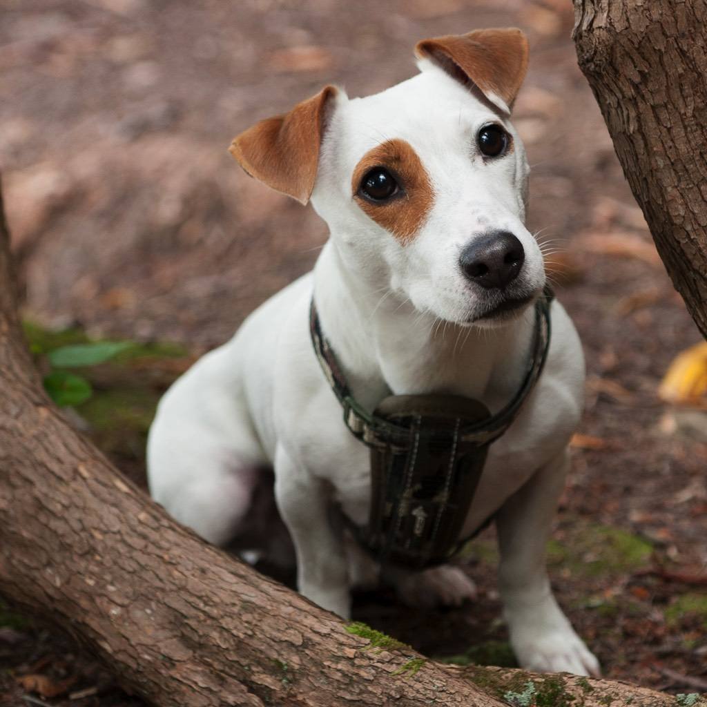 Джек-Рассел-терьер Бровн