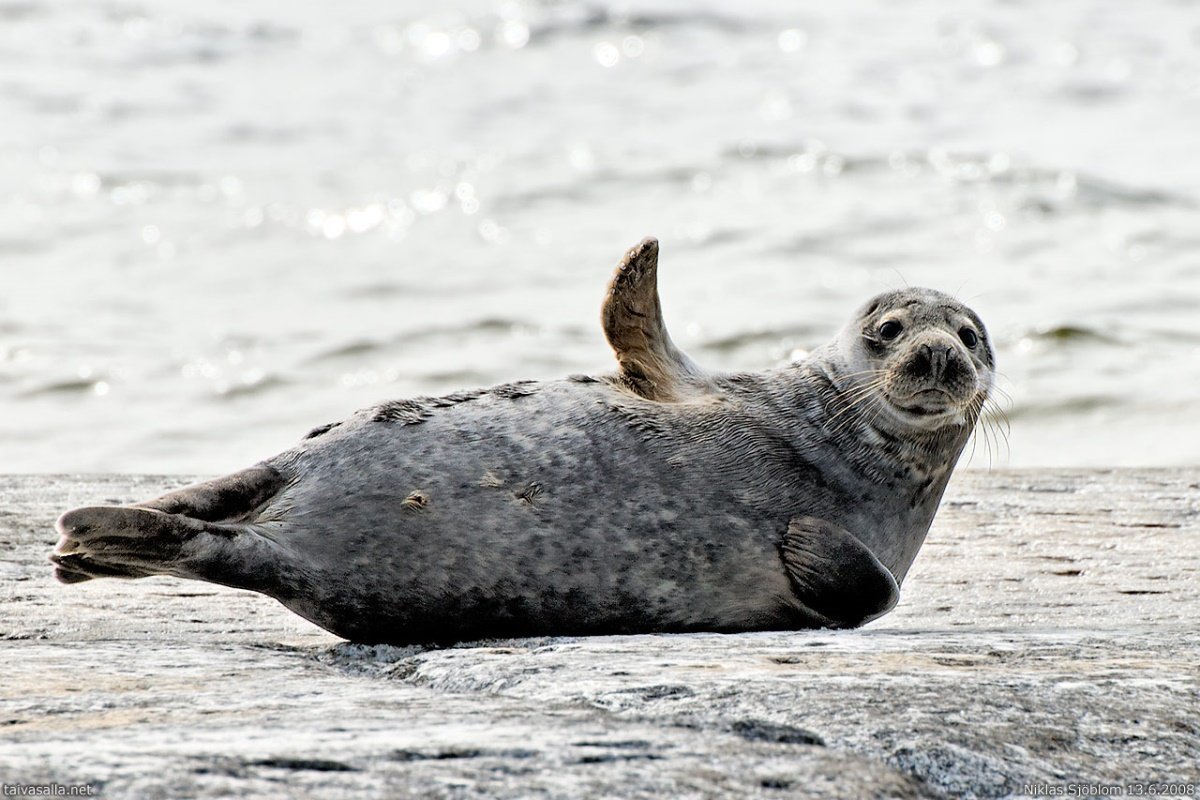 Каспийская кольчатая Нерпа