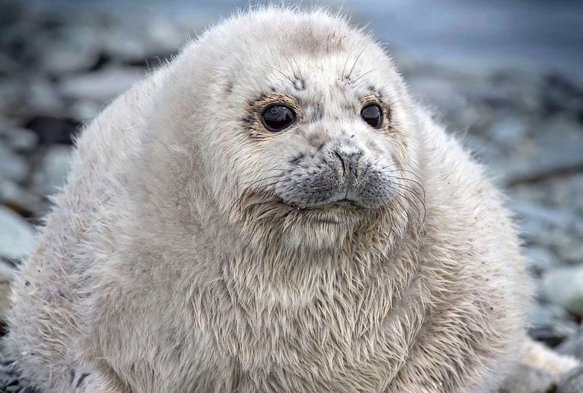 Тюлень Ларга