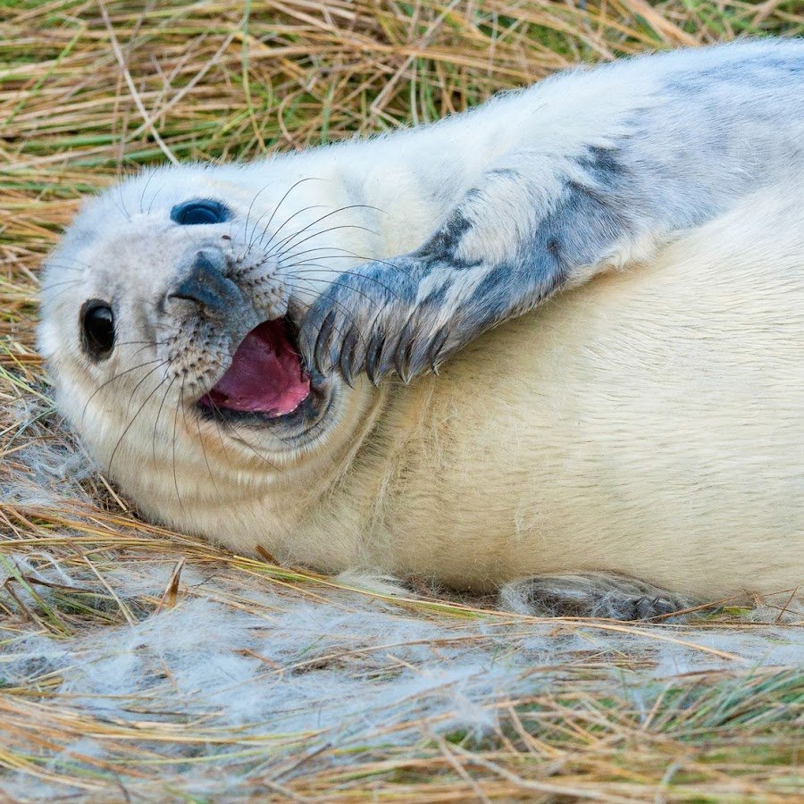 Морской котик смеется