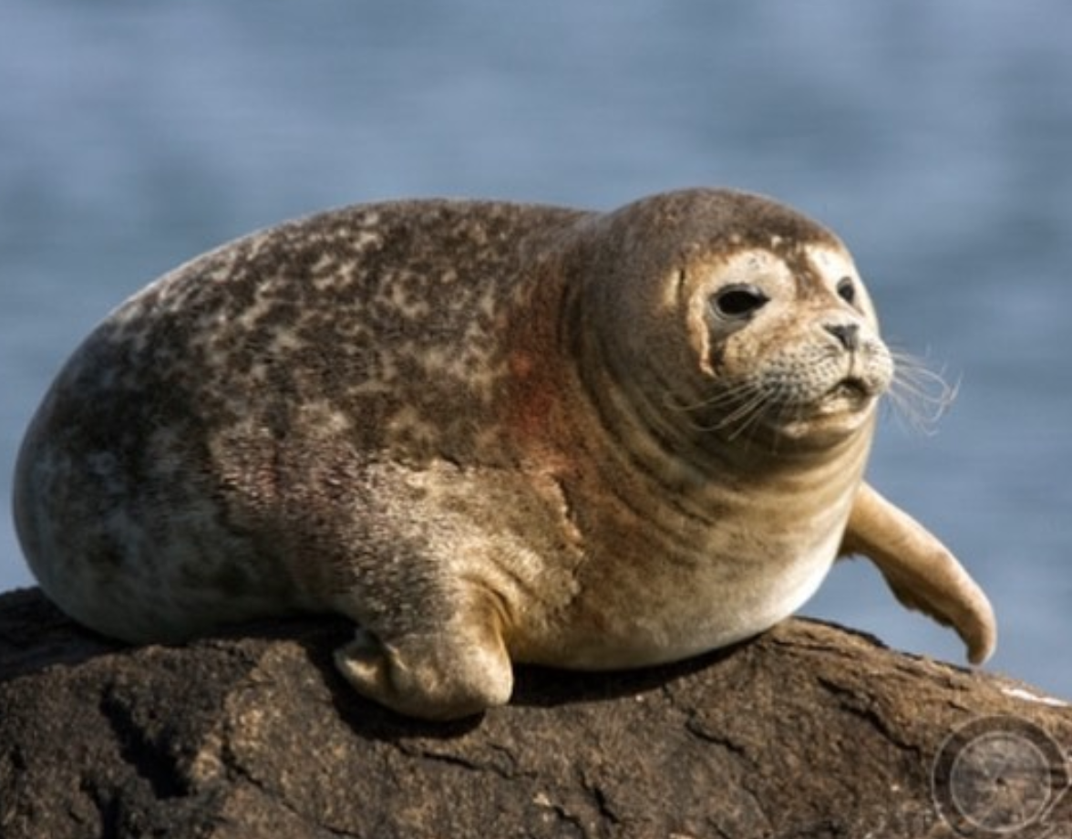 Эстетика тюленя пухленький