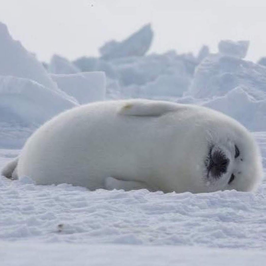Тюлененок Белек спит