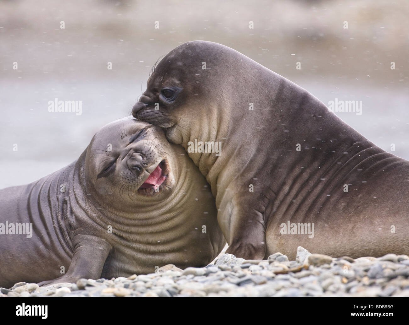 Спаривание морских. Два тюленя. Тюлень обнимает. Влюбленные тюлени. Нерпы обнимаются.