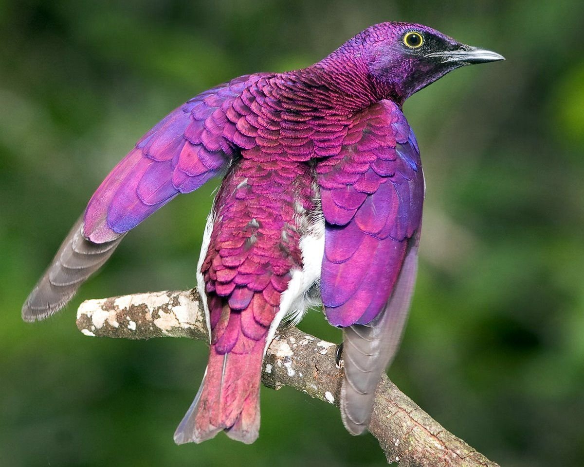 Purple Starling попугай
