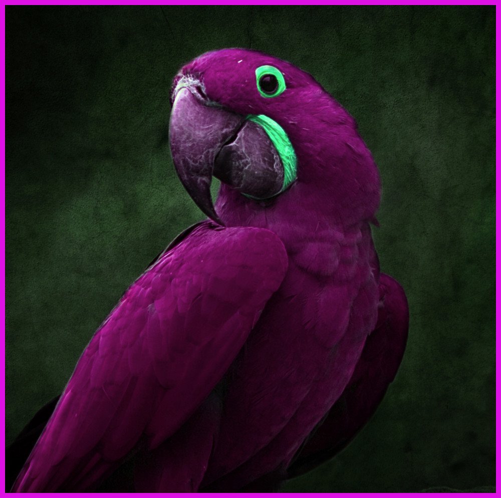 Магические животные