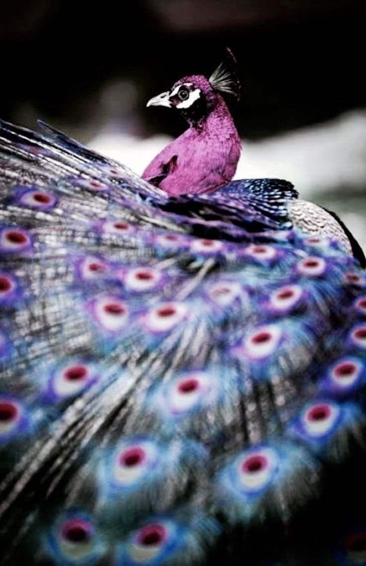 Фиолетовый Филин