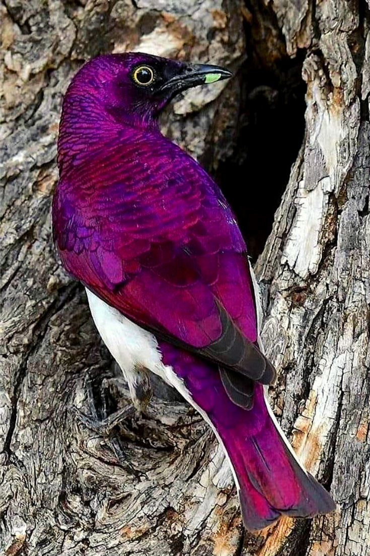 Violet backed Starling птица