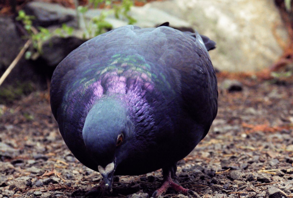 Пара голубей