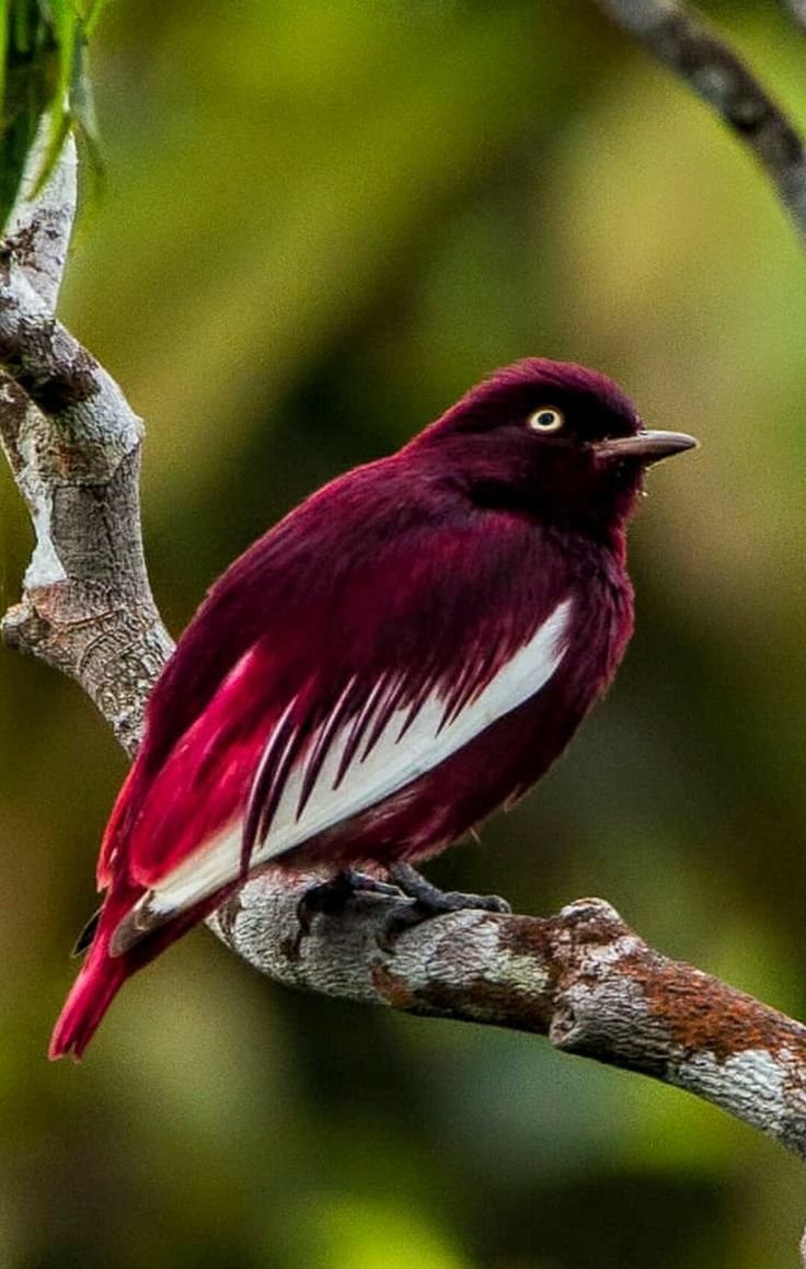 Пурпурно. Черноплечий Павлин