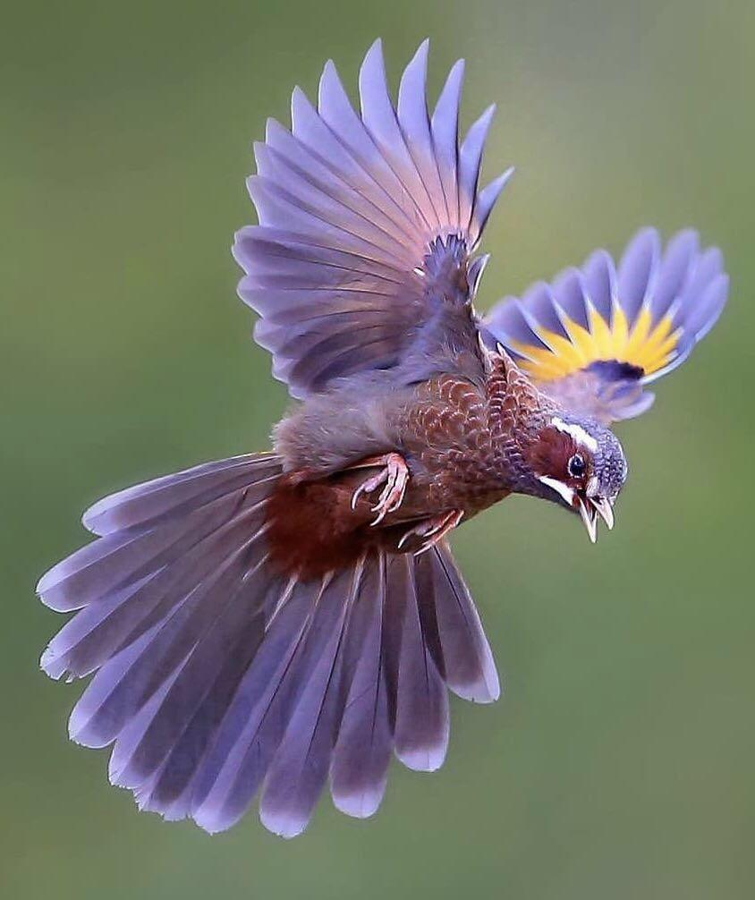 Аметистовый короткохвостый скворец