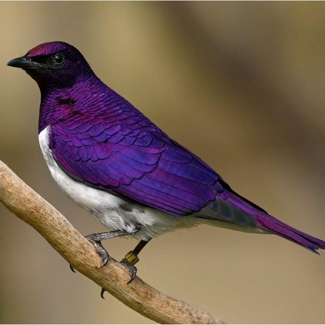 Животные фиолетового цвета в природе