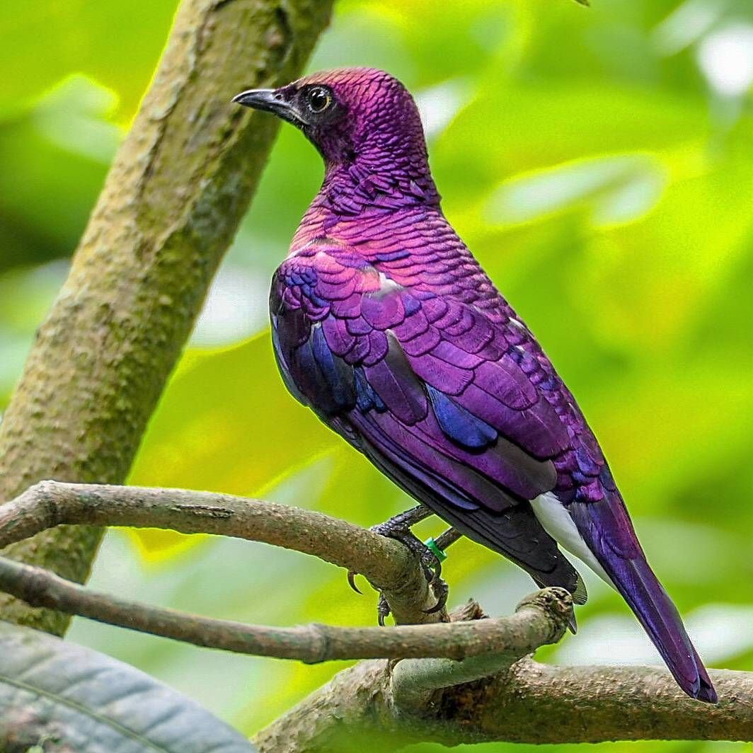 Неоновые птицы арт