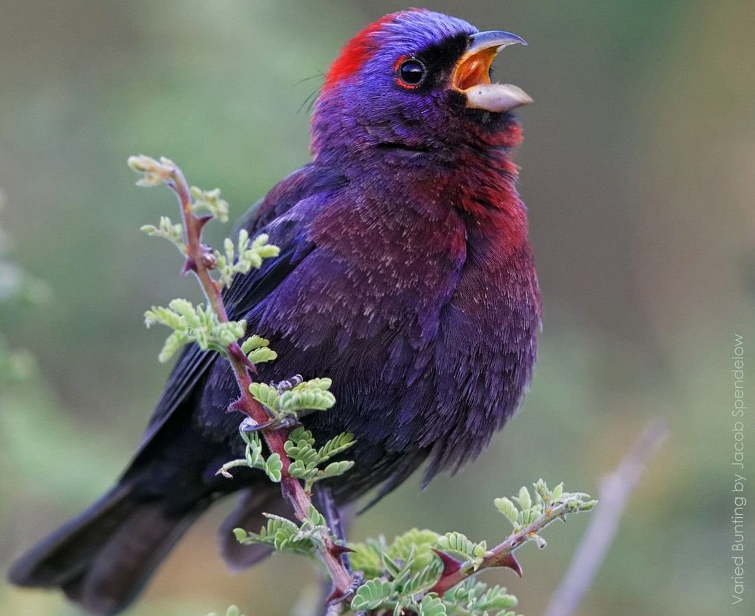 Лазурная разноцветная Сойка