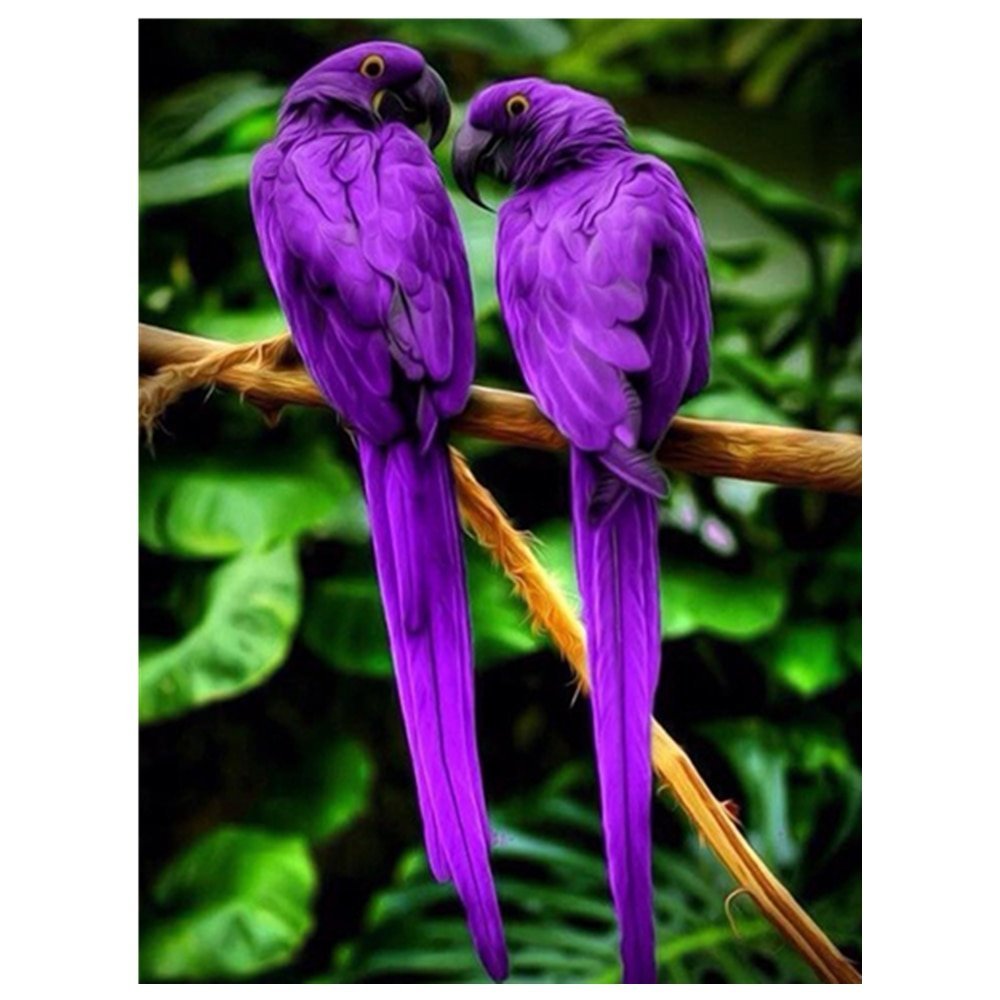 Аметистовый скворец