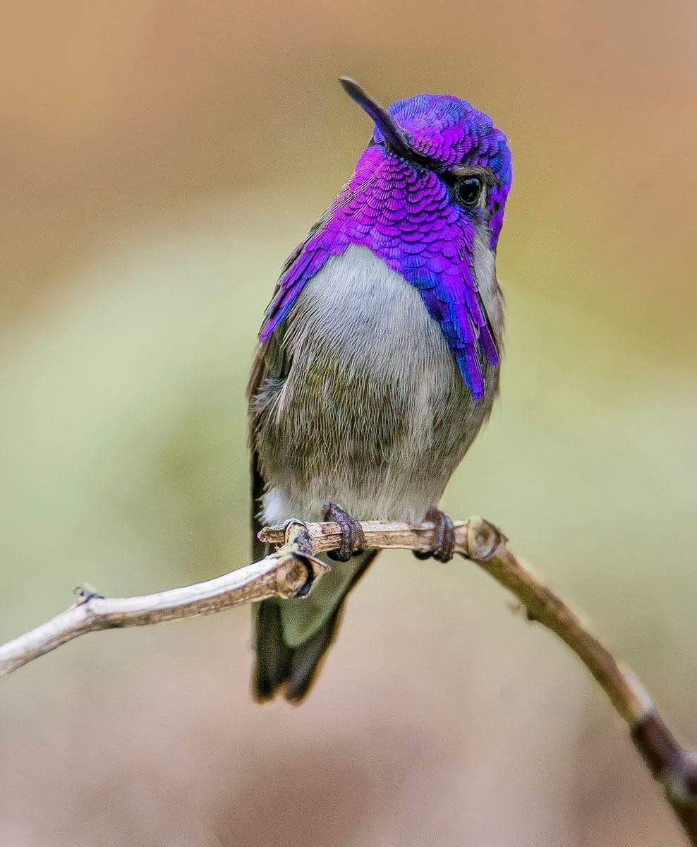 Найт Оул (ночная Сова)