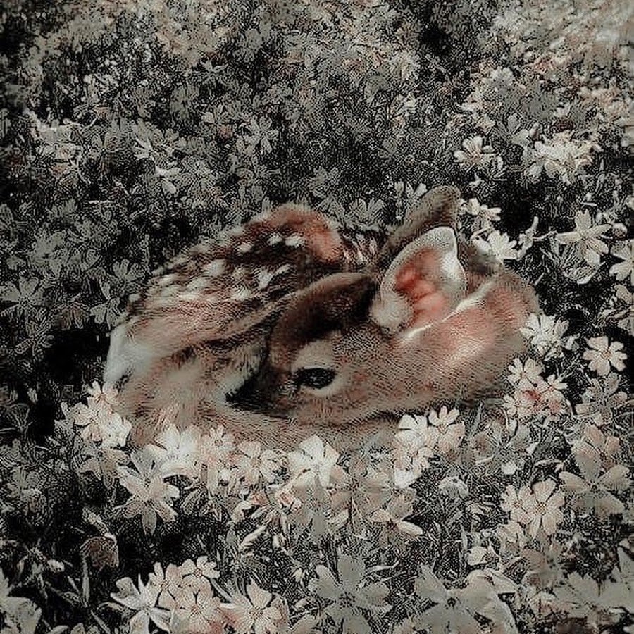 Рисунки животных