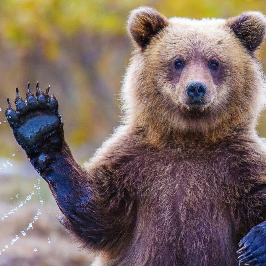 Путин Владимир Владимирович на медведе