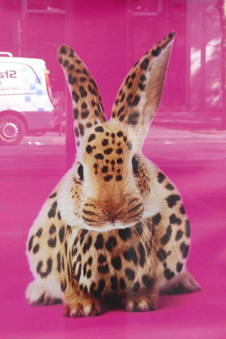 Леопардовый кролик