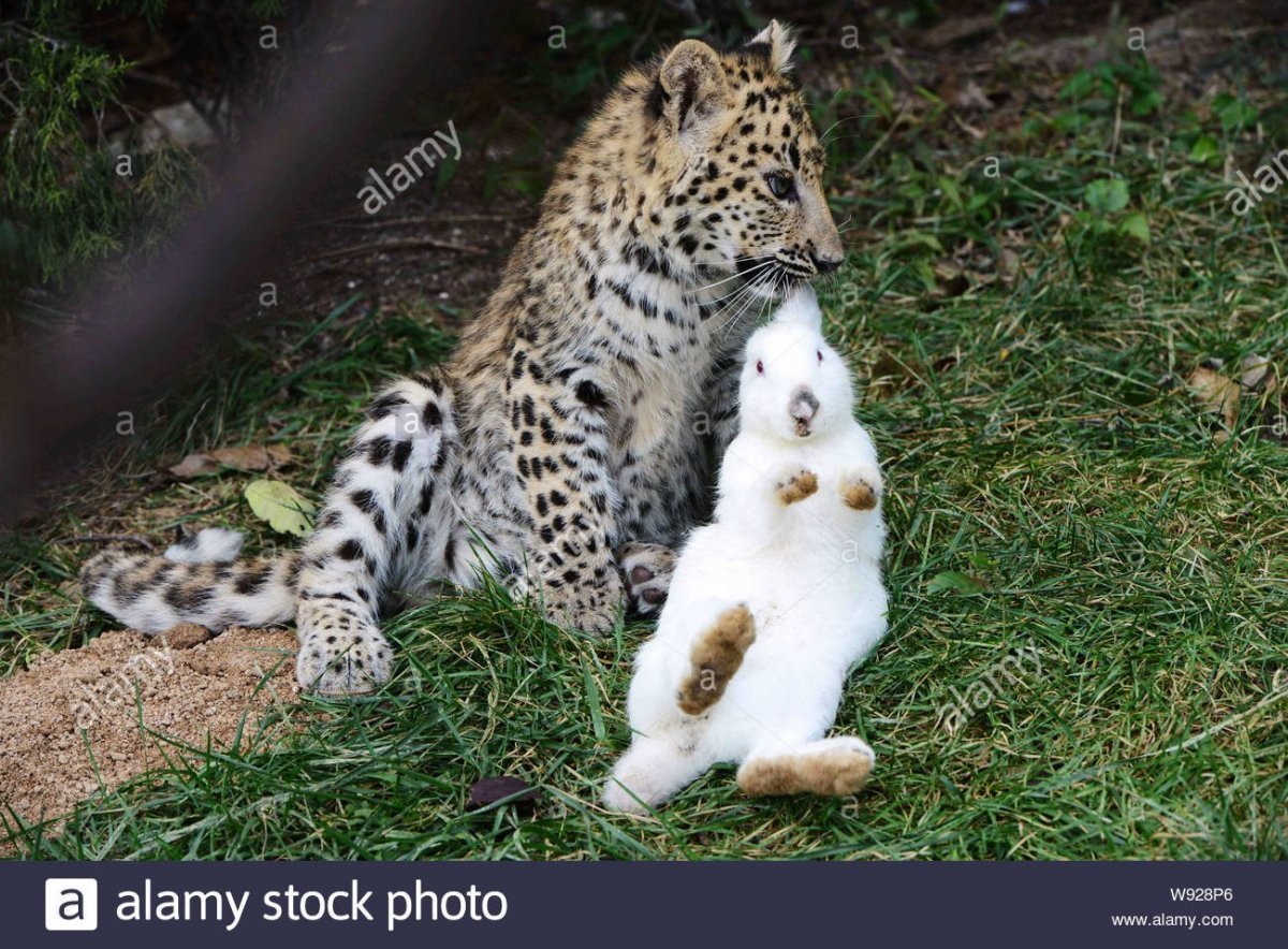 Кролик рекс гепард