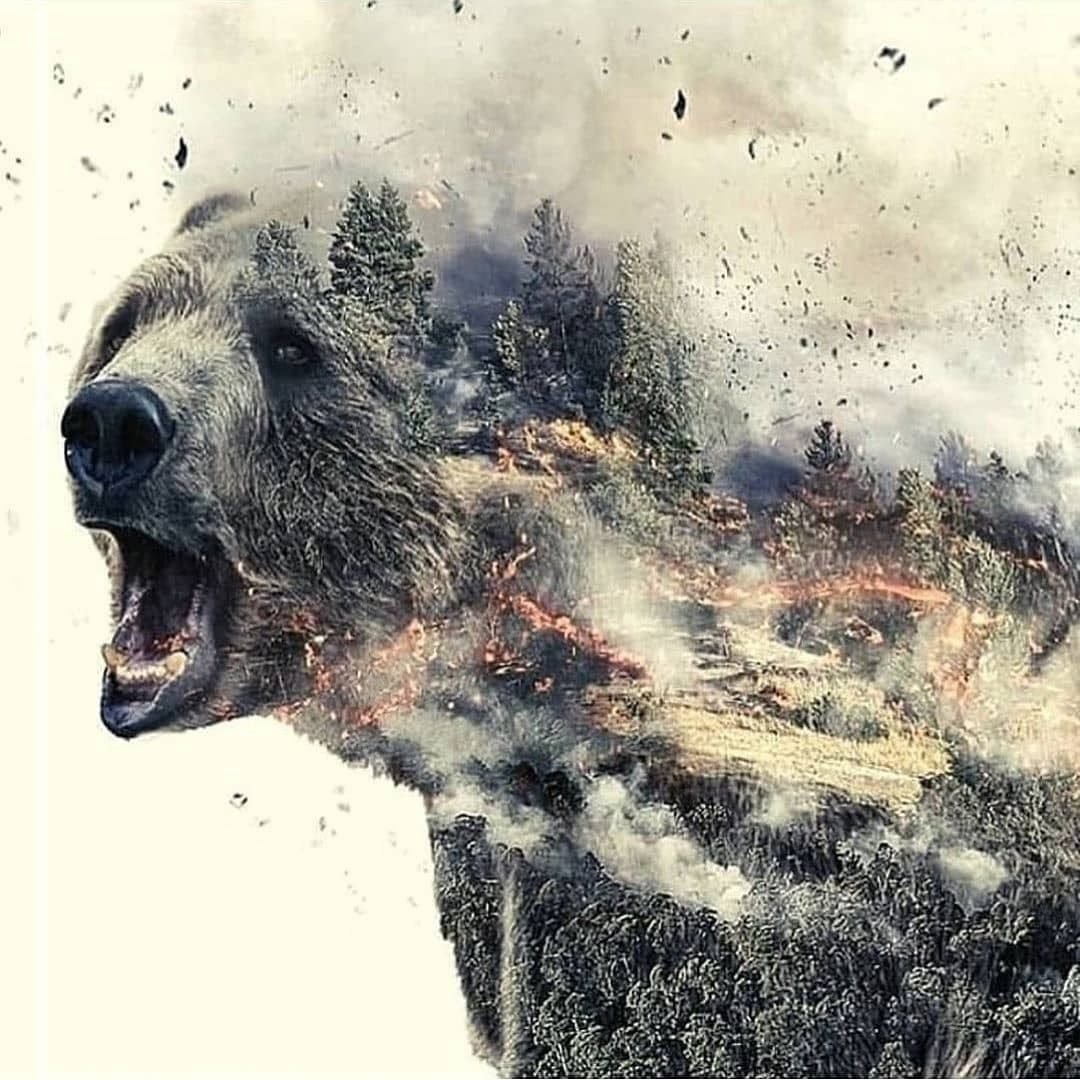 Падающий медведь